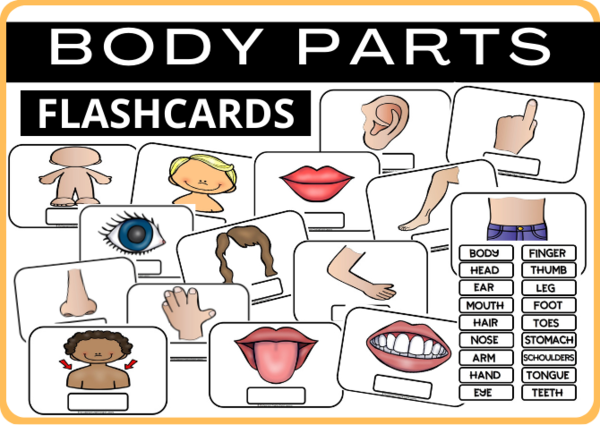 BODY PARTS - FLASHCARDS
