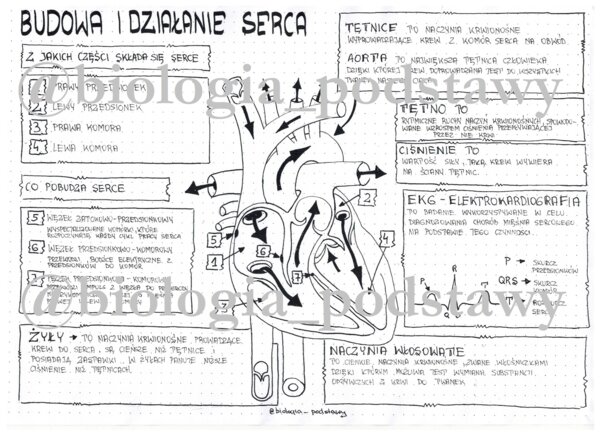 Klasa 7 - Budowa i działanie serca - sketchnotka