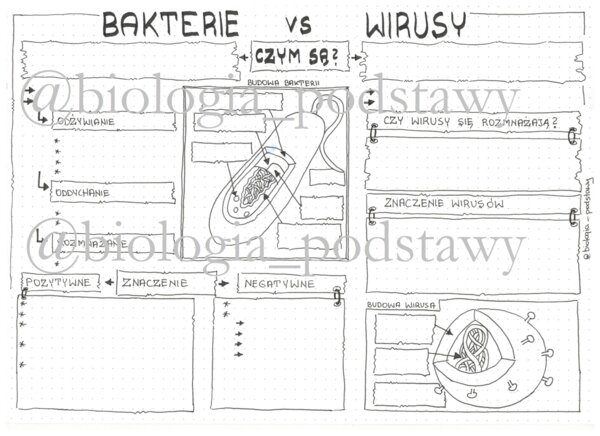 Klasa 5 - Wirusy i bakterie - sketchnotka