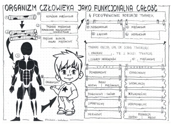 Klasa 7 - Organizm człowieka jako funkcjonalna całość - sketchnotka