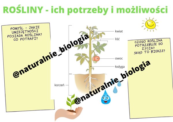 Roślina - potrzeby i możliwości