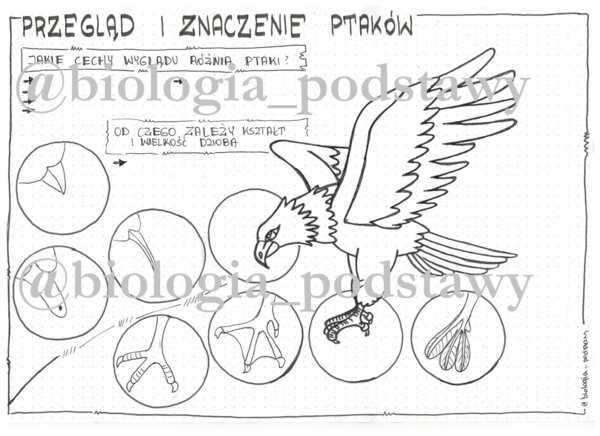 Klasa 6 - Ptaki - przegląd i znaczenie - KP