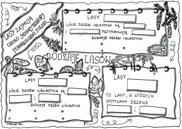 Rodzaje lasów. Karta pracy. Klasa 4