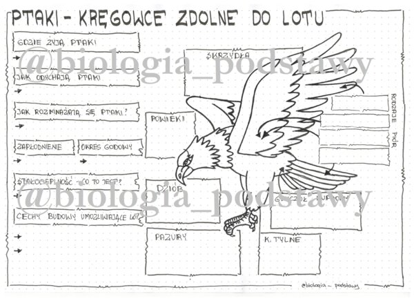 Klasa 6 - Ptaki - KP
