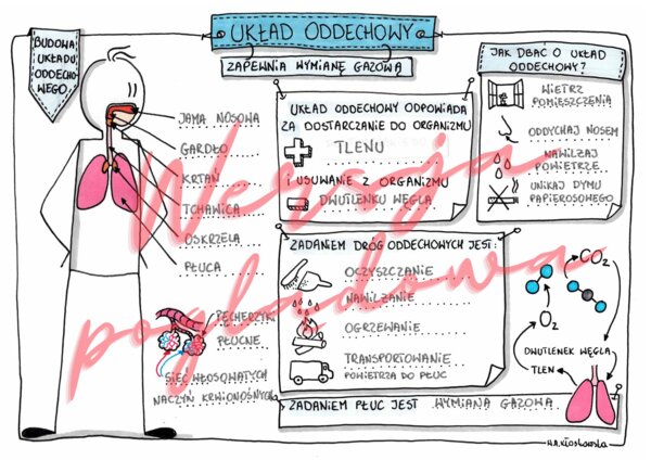 Układ oddechowy zapewnia wymianę gazową - przyroda kl. 4 - karta pracy wypełniona