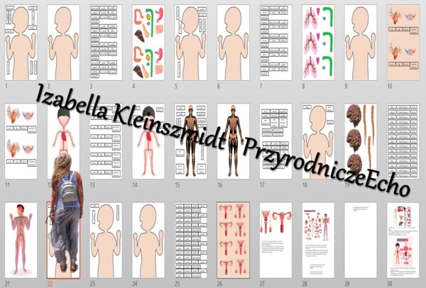 Budowa układów narządów człowieka – układanki do zalaminowania. Przyroda 4 / Biologia 7. Układy narządów człowieka. Przyroda 4, „Odkrywamy tajemnice ciała człowieka”.