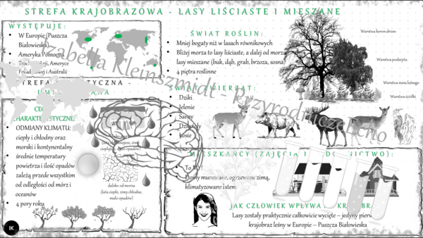 Sketchnotka "Krajobraz lasów liściastych i mieszanych strefy umiarkowanej" wykonana w power point - tutaj w pdf - geografia klasa 5