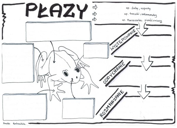 Biologia. Płazy - klasa 6 KP do uzupełnienia
