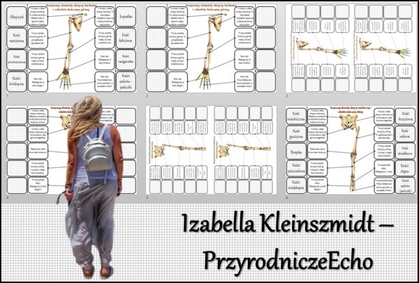 Notatka okienkowa/stacja zadaniowe/notatka interaktywna/notatka graficzna/karta pracy/sketchnotka „Szkielet obręczy i kończyn”, „Szkielet obręczy”, „Szkielet kończyn” w pdf. „Szkielet kończyn”. Biologia 7, dział „Aparat ruchu”. Materiał wykonany na podst