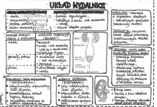 Układ wydalniczy - szarość - klasa 7