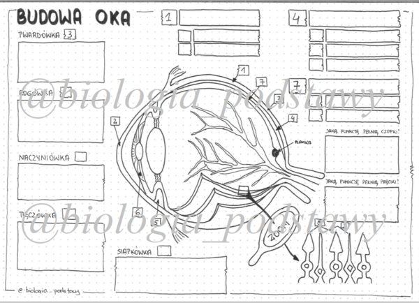 Klasa 7 - Budowa oka - sketchnotka