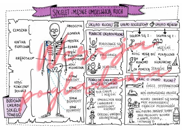 Szkielet i mięśnie umożliwiają ruch - przyroda kl. 4 - karta pracy wypełniona