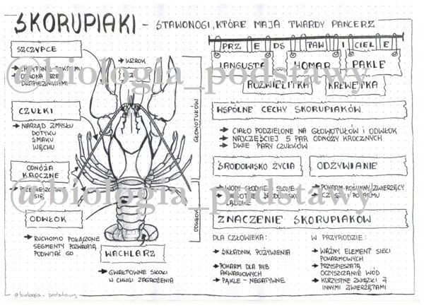 Klasa 6 - Skorupiaki - sketchnotka