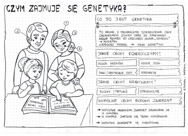 Klasa 8 - Czym zajmuje się genetyka? - sketchnotka