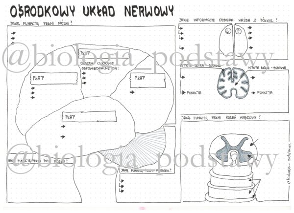 Klasa 7 - Ośrodkowy układ nerwowy