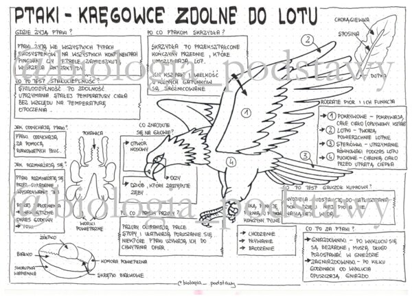 Ptaki - klasa 6 - sketchnotka