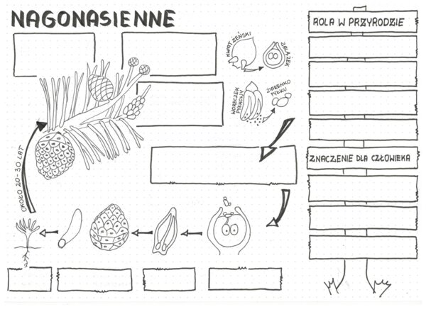 Nagonasienne - klasa 5 - sketchnotka KP