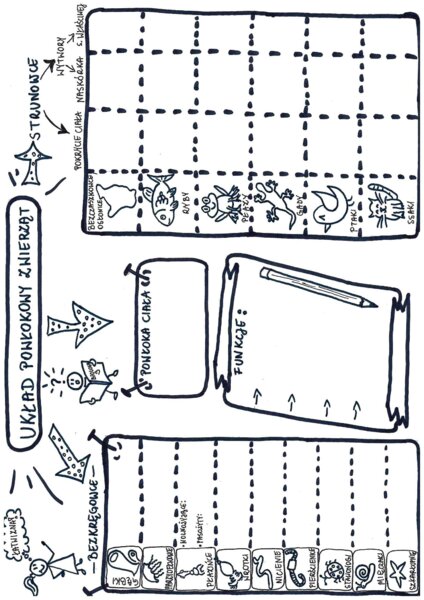 Układ powłokowy zwierząt