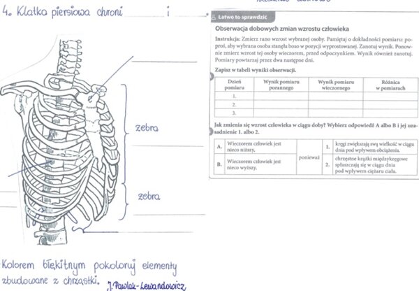 Rola i budowa szkieletu osiowego - część 2 - KP