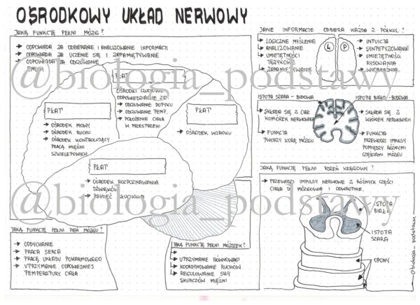 Klasa 7 - Ośrodkowy układ nerwowy - sketchnotka
