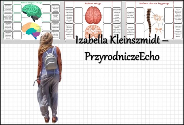 Notatka okienkowa „Ośrodkowy układ nerwowy „Budowa mózgowia”, „Budowa mózgu”, „Budowa rdzenia kręgowego” w pdf. Biologia 7 dział „Regulacja nerwowo - hormonalna”.