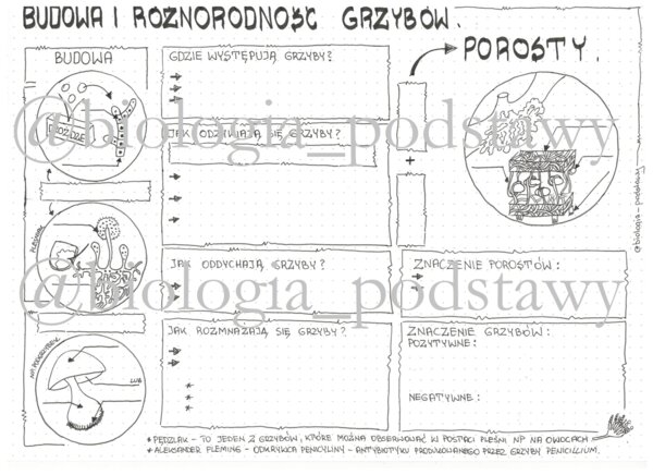 Klasa 5 - Grzyby i Porosty - budowa - sketchnotka