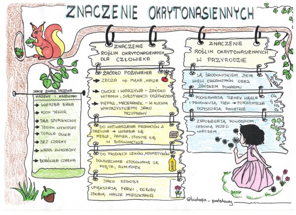 Okrytonasienne - klasa 5 - kolorowa sketchnotka cz.3