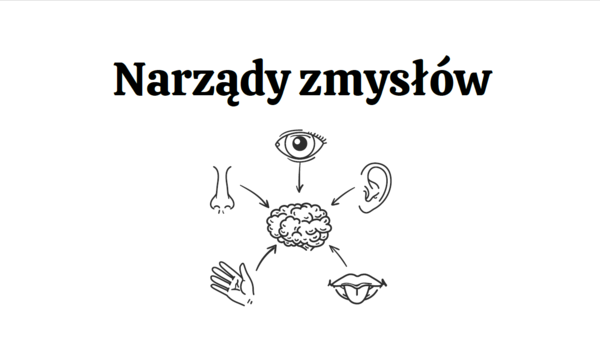 Narządy zmysłów 3 KLASA ROZSZERZENIE BIOLOGIA