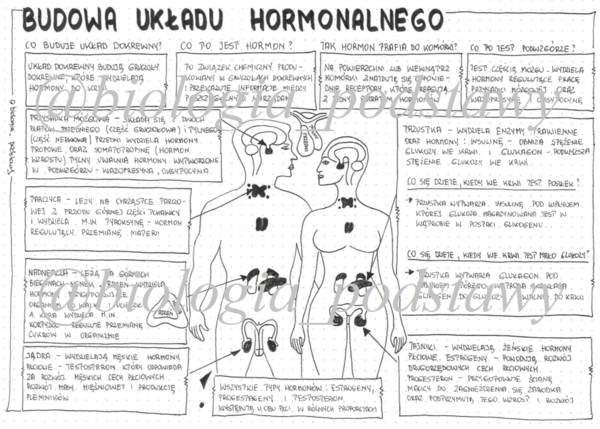 Klasa 7 - Budowa układu hormonalnego - sketchnotka