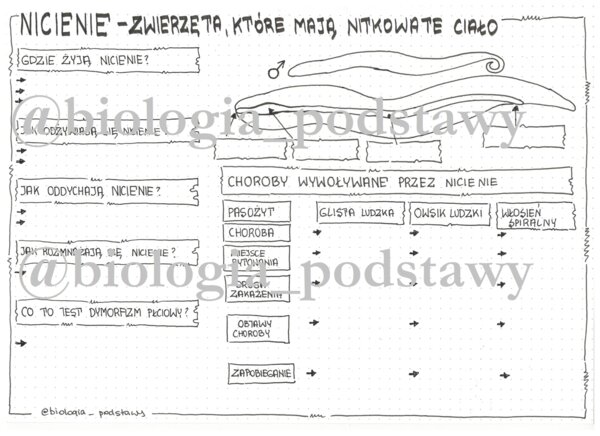 Klasa 6 - Nicienie - karta pracy