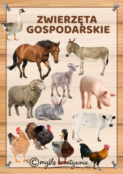 PLANSZE ZWIERZĘTA GOSPODARSKIE
