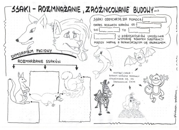Ssaki - klasa 6 - KP