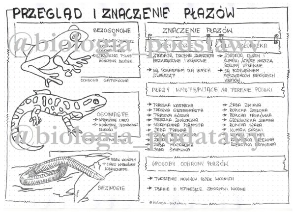 Klasa 6 - Płazy przegląd i znaczenie - sketchnotka