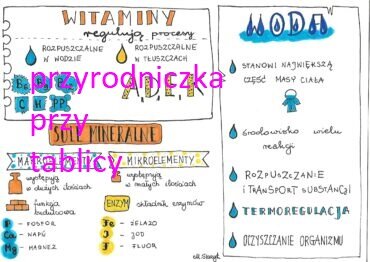 Klasa 7. Biologia. Składniki pokarmowe
