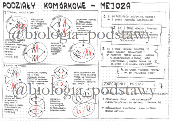 Klasa 8 - podziały komórkowe - mejoza - sketchnotka