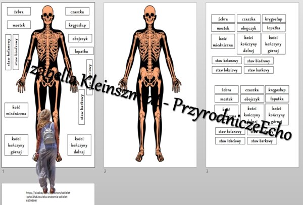 Budowa układu szkieletowego – układanka do zalaminowania. Przyroda 4 / Biologia 7. Układy narządów człowieka. Przyroda 4, „Odkrywamy tajemnice ciała człowieka”.
