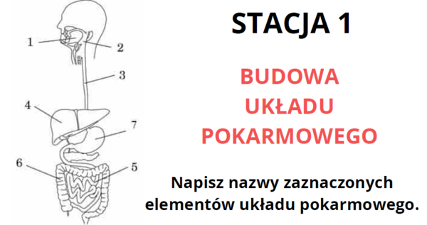 Układ pokarmowy