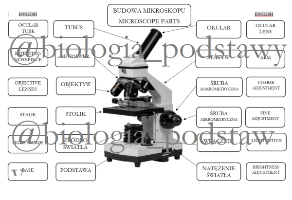 Klasa 5 - budowa mikroskopu - notatka z elementami angielskiego