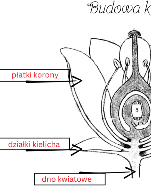 Budowa kwiatu - do uzupełnienia