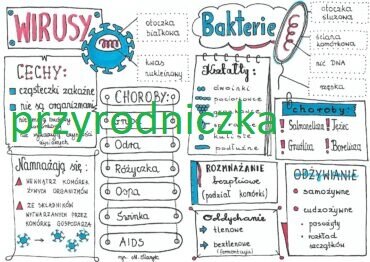Klasa 5. Biologia. WIRUSY I BAKTERIE SKETCHNOTKA