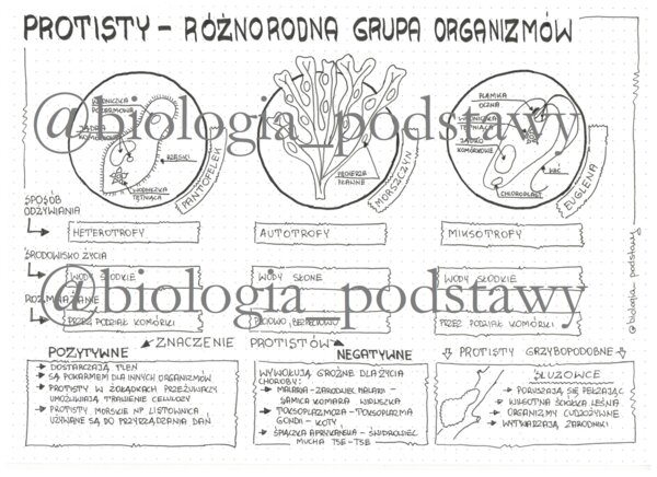 Klasa 5 - Protisty - sketchnotka