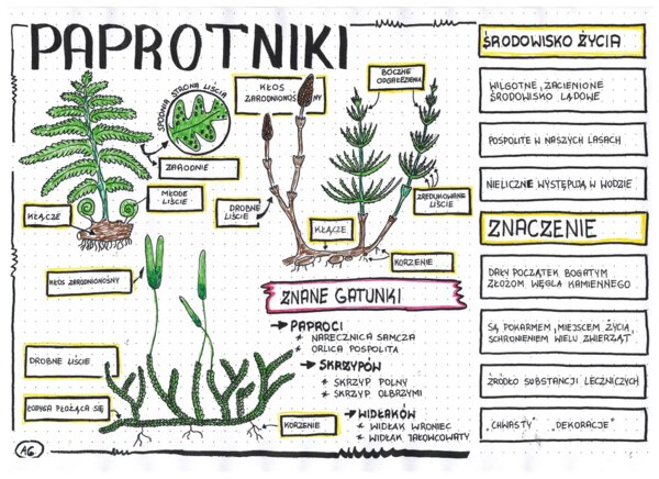 Paprotniki - klasa 5 - kolorowa sketchnotka