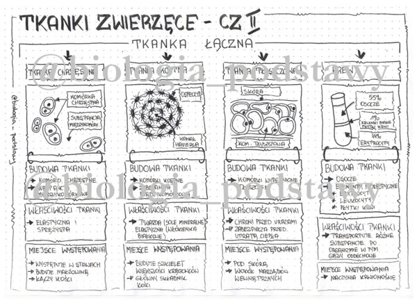 Klasa 6 - Tkanka łączna - sketchnotka