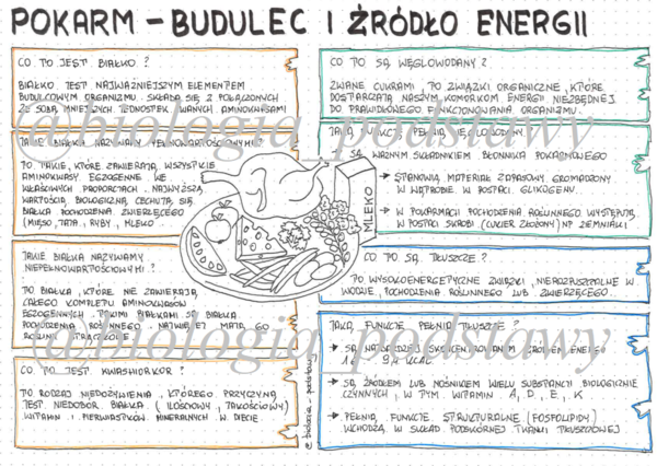 klasa 7 - Pokarm budulec i źródło energii - sketchnotka
