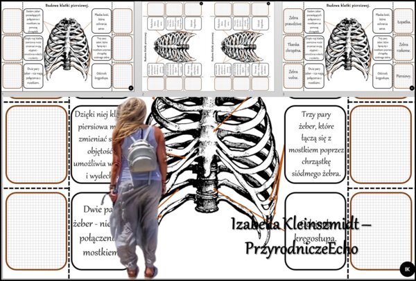 Notatka okienkowa/stacja zadaniowe/notatka interaktywna/notatka graficzna/karta pracy/sketchnotka „Budowa klatki piersiowej”, „Klatka piersiowa” w pdf. „Budowa szkieletu osiowego”. Biologia 7, dział „Aparat ruchu”. Materiał wykonany na podstawie podręczn