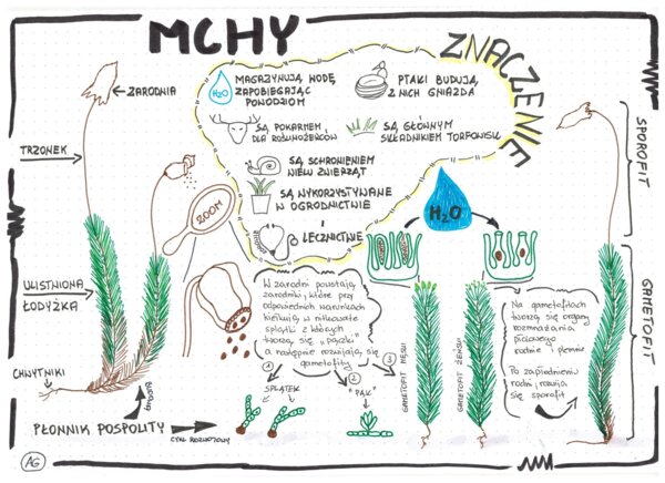 Mchy - Biologia - klasa 5