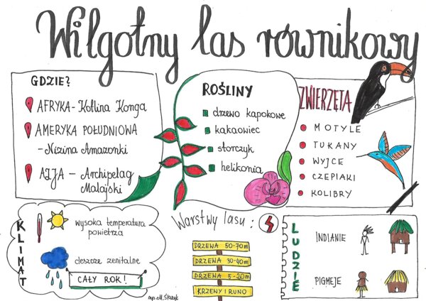 Wilgotny las równikowy (3 karty)