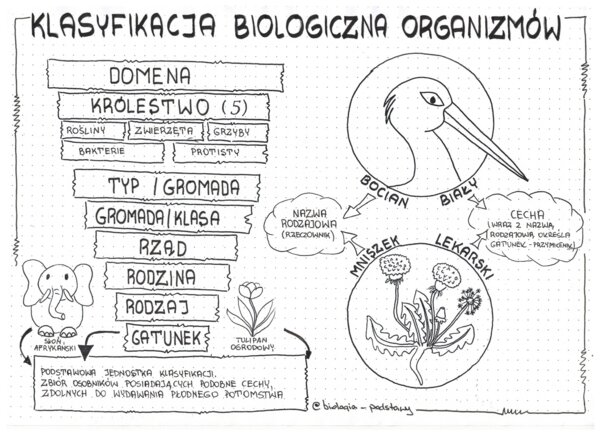 Klasa 5 - Klasyfikacja organizmów - pakiet