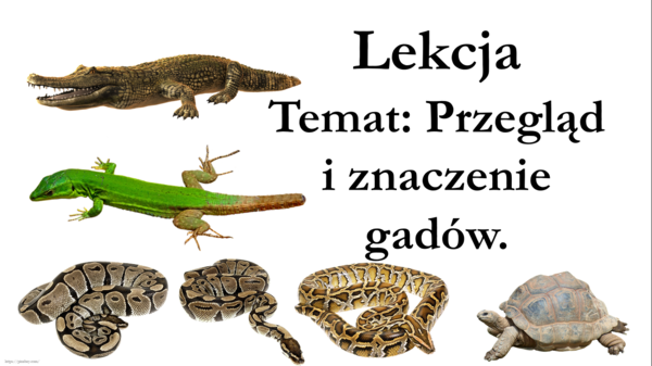Klasa 6 - Gady przegląd i znaczenie - prezentacja