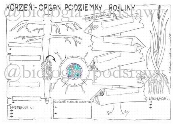 Klasa 5 - Korzeń - KP
